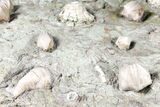 Blastoid, Rugose Coral and Crinoid Fossil Association - Illinois #134329-5